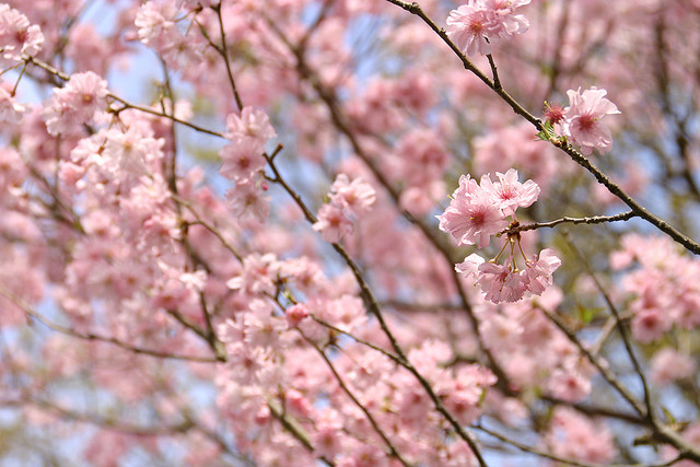 桜